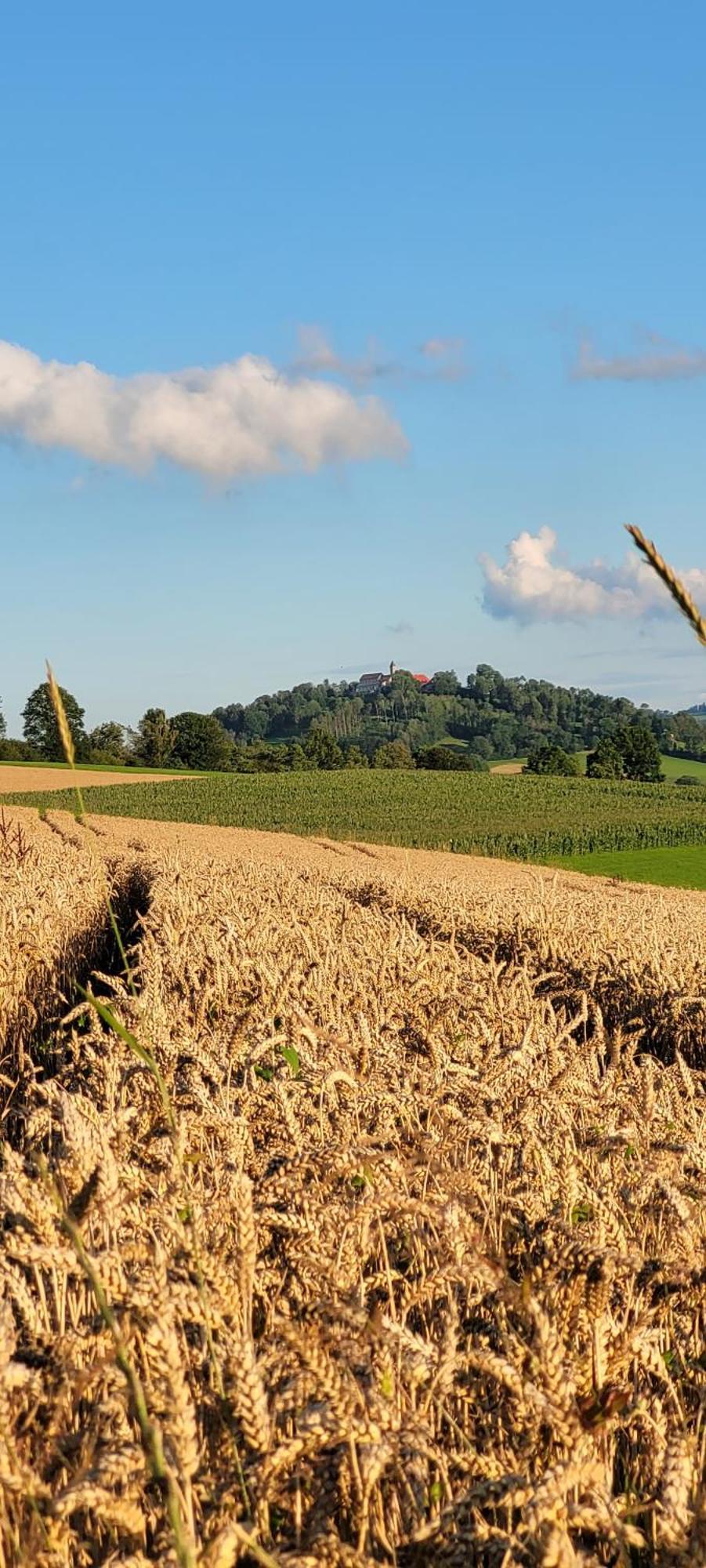 Ferienwohnung Bayerwaldblick Jandelsbrunn Dış mekan fotoğraf