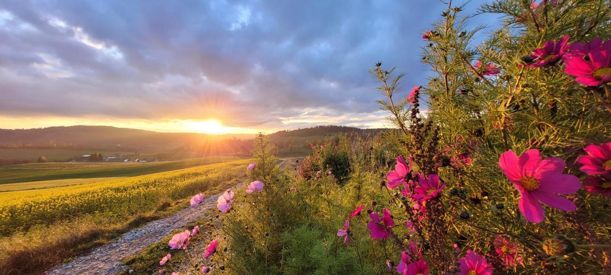 Ferienwohnung Bayerwaldblick Jandelsbrunn Dış mekan fotoğraf