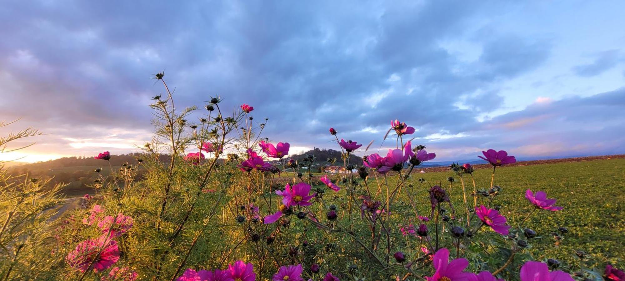 Ferienwohnung Bayerwaldblick Jandelsbrunn Dış mekan fotoğraf